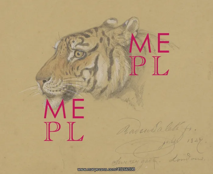 : Head of a Tiger : Head of a Tiger