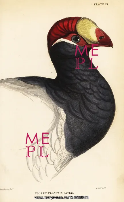 : Head of the violet turaco, Musophaga violacea : Head of the violet turaco, Musophaga violacea
