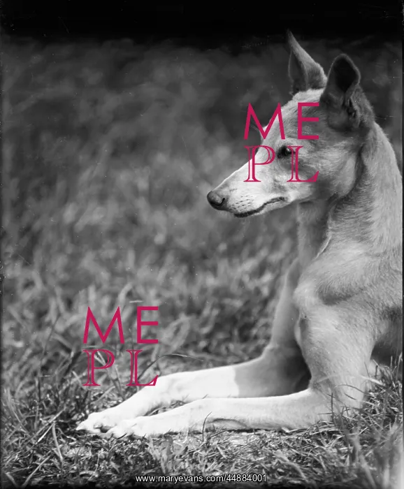 : HEAD OF A WHIPPET : HEAD OF A WHIPPET