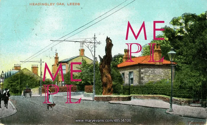 : The Headingley Oak, Headingley, Yorkshire : The Headingley Oak, Headingley, Yorkshire