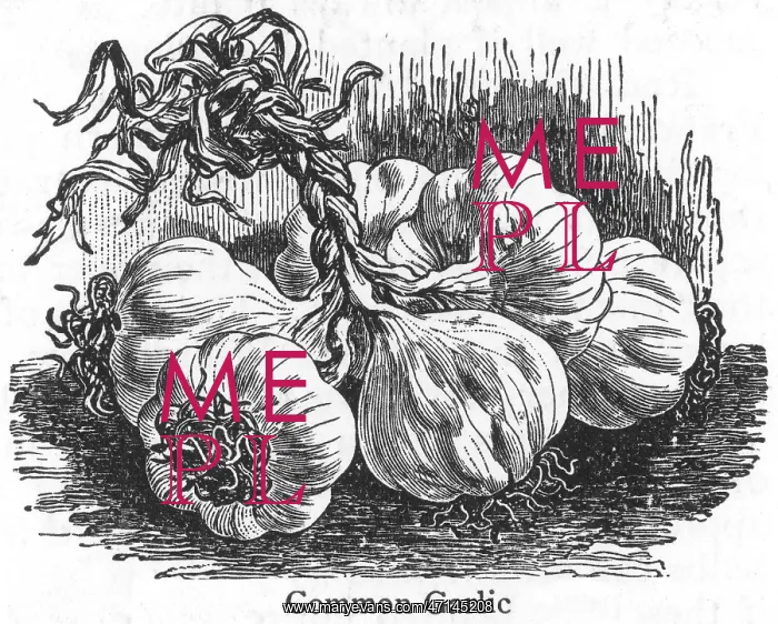  : Heads of Common garlic