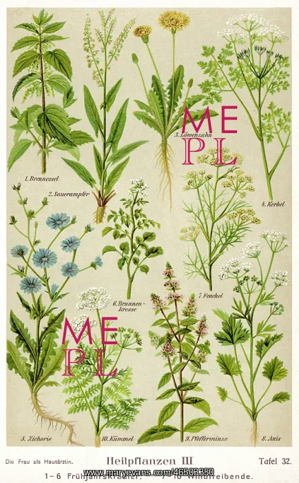  : Healing Plants 1904