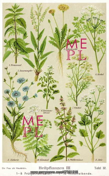 : Healing Plants 1904 : Healing Plants 1904