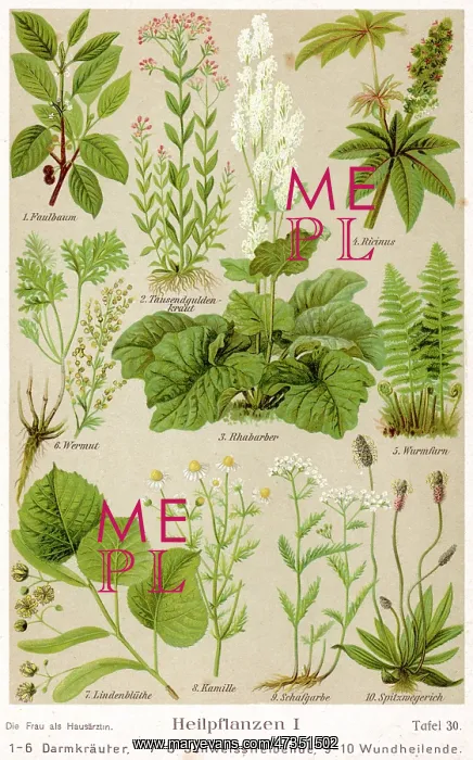 : HEALING PLANTS 1904 PL.1 : HEALING PLANTS 1904 PL.1