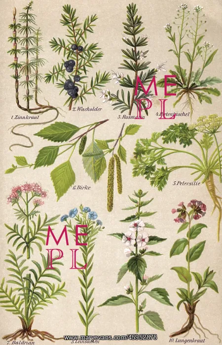 : HEALING PLANTS 1904 PL.2 : HEALING PLANTS 1904 PL.2