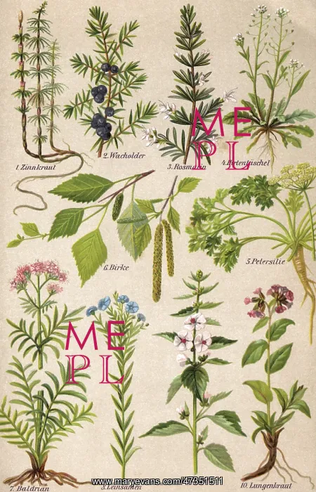 : HEALING PLANTS 1904 PL.2 : HEALING PLANTS 1904 PL.2