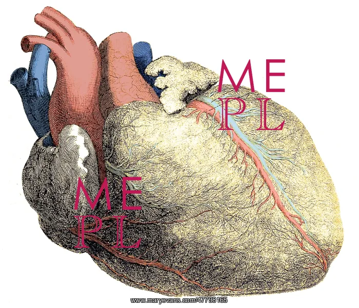 : Heart, Anatomical Illustration, 1704 : Heart, Anatomical Illustration, 1704