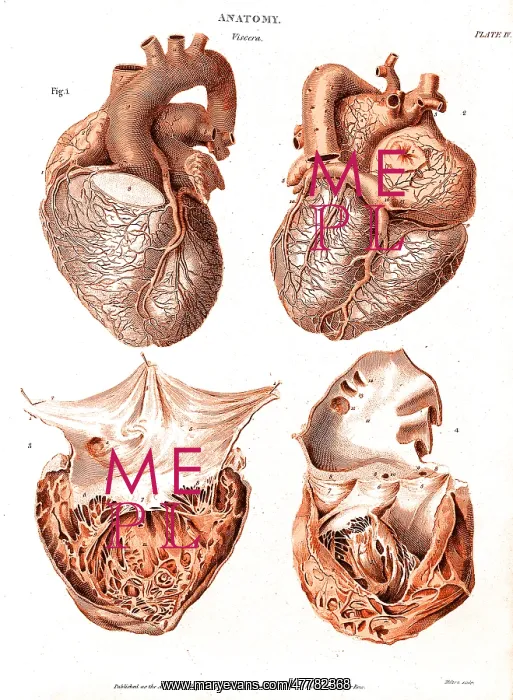 : Heart, Anatomical Illustration, 1814 : Heart, Anatomical Illustration, 1814