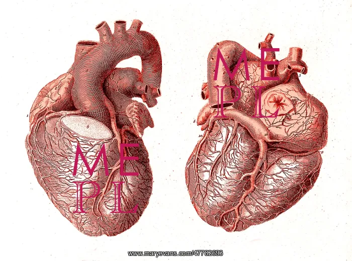 : Heart, Anatomical Illustration, 1814 : Heart, Anatomical Illustration, 1814