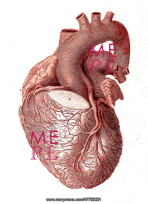 : Heart, Anatomical Illustration, 1814 : Heart, Anatomical Illustration, 1814
