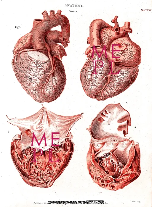 : Heart, Anatomical Illustration, 1814 : Heart, Anatomical Illustration, 1814