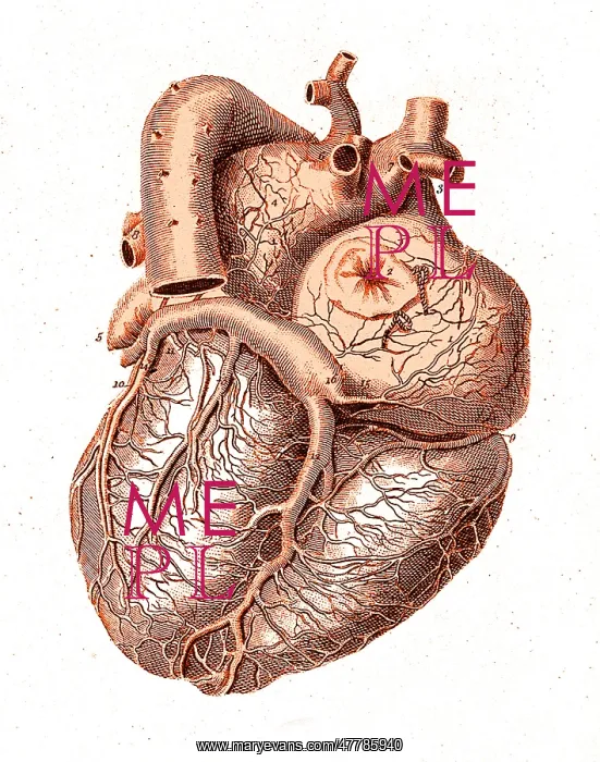 : Heart, Anatomical Illustration, 1814 : Heart, Anatomical Illustration, 1814