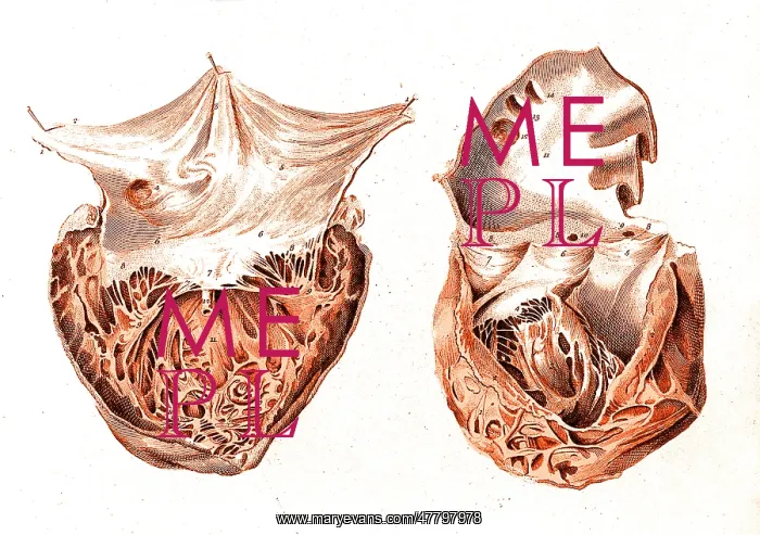: Heart, Anatomical Illustration, 1814 : Heart, Anatomical Illustration, 1814