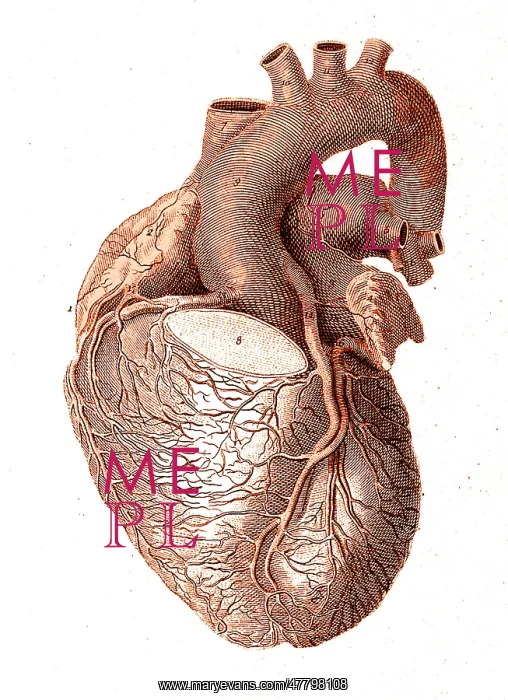 : Heart, Anatomical Illustration, 1814 : Heart, Anatomical Illustration, 1814