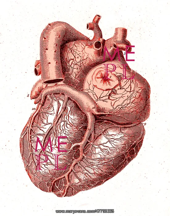 : Heart, Anatomical Illustration, 1814 : Heart, Anatomical Illustration, 1814