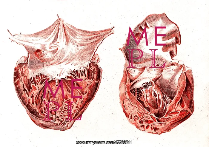 : Heart, Anatomical Illustration, 1814 : Heart, Anatomical Illustration, 1814