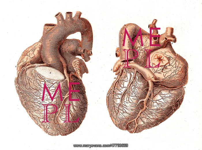 : Heart, Anatomical Illustration, 1814 : Heart, Anatomical Illustration, 1814