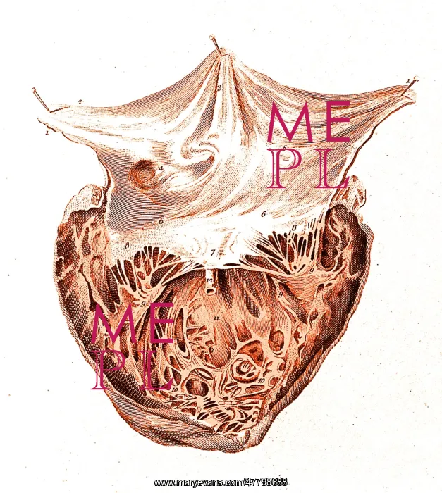 : Heart, Anatomical Illustration, 1814 : Heart, Anatomical Illustration, 1814