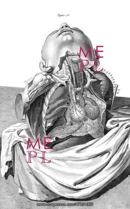 : HEART & CHEST ARTERIES : HEART & CHEST ARTERIES
