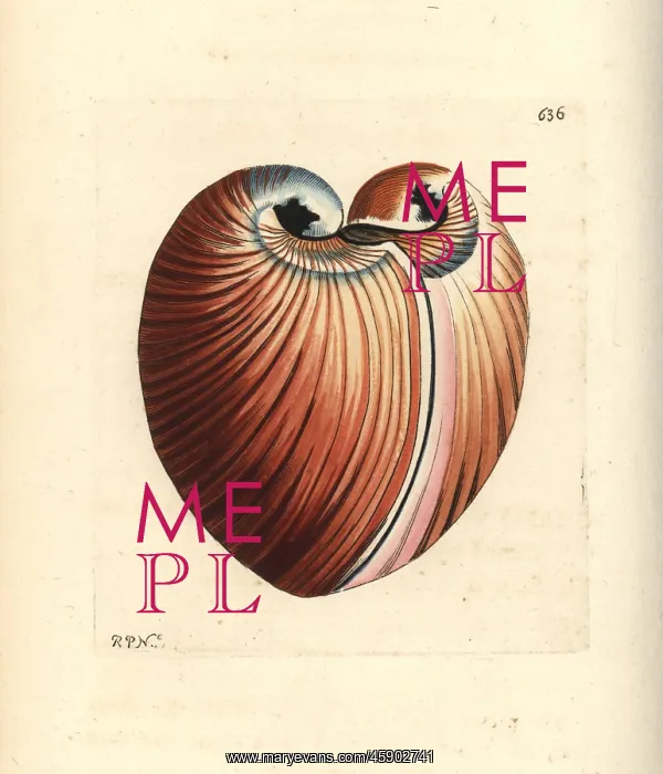: Heart cockle, Glossus humanus : Heart cockle, Glossus humanus