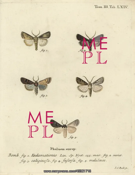: Heart and dart moth, turnip moth and silver cloud : Heart and dart moth, turnip moth and silver cloud
