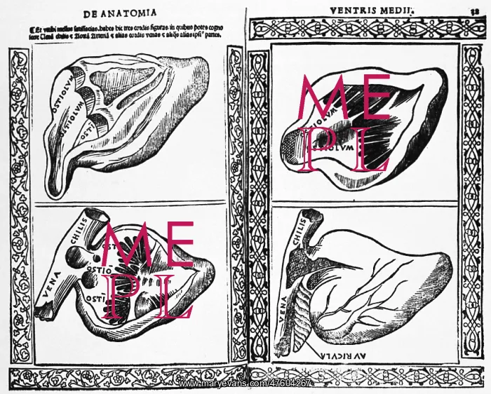 : Heart Illustration, 1523 : Heart Illustration, 1523