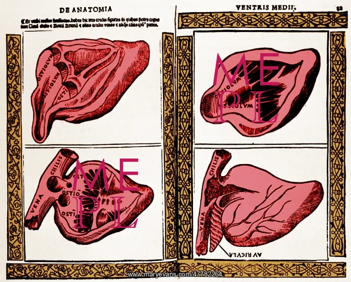 : Heart Illustration, 1523 : Heart Illustration, 1523