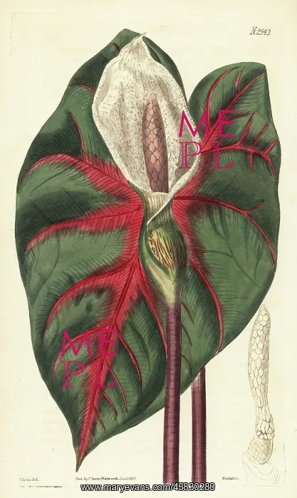 : Heart of Jesus, Caladium bicolor : Heart of Jesus, Caladium bicolor