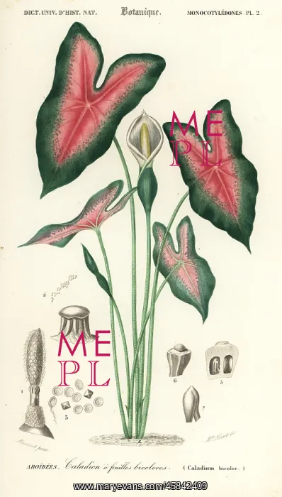: Heart of Jesus, Caladium bicolor : Heart of Jesus, Caladium bicolor