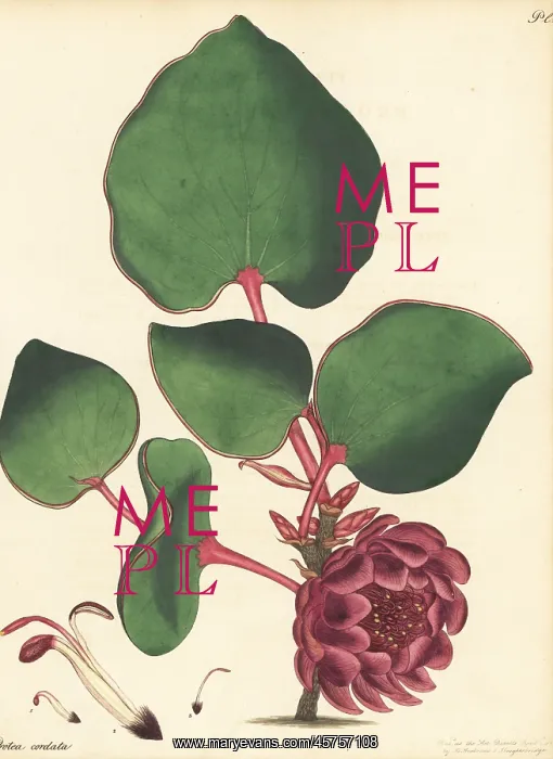 : Heart-leaf sugarbush, Protea cordata : Heart-leaf sugarbush, Protea cordata