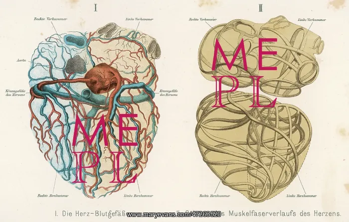 : HEART, VEINS, ARTERIES : HEART, VEINS, ARTERIES