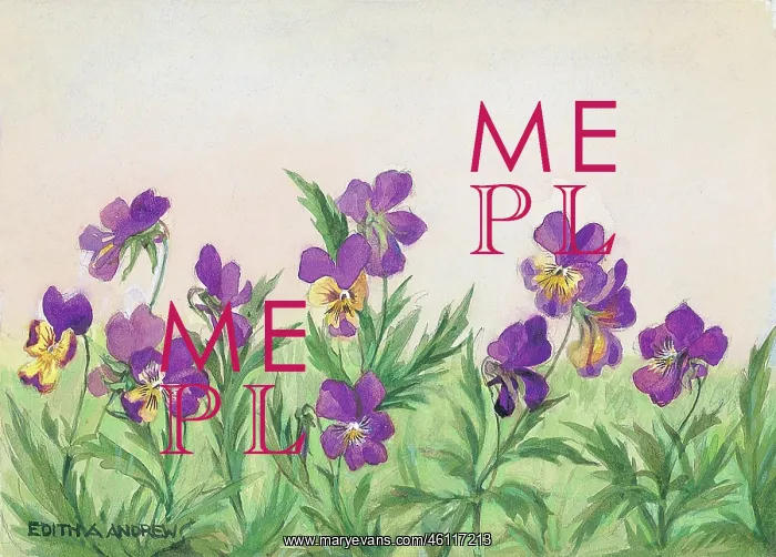  : Heartsease - Gardens