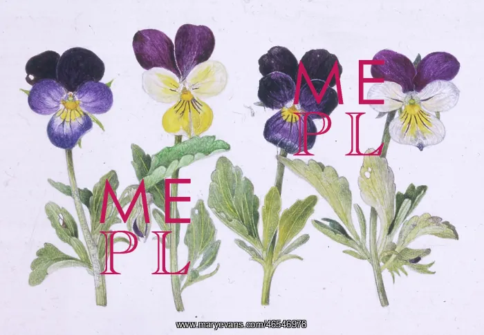 : Heartsease (Viola Tricolor) : Heartsease (Viola Tricolor)