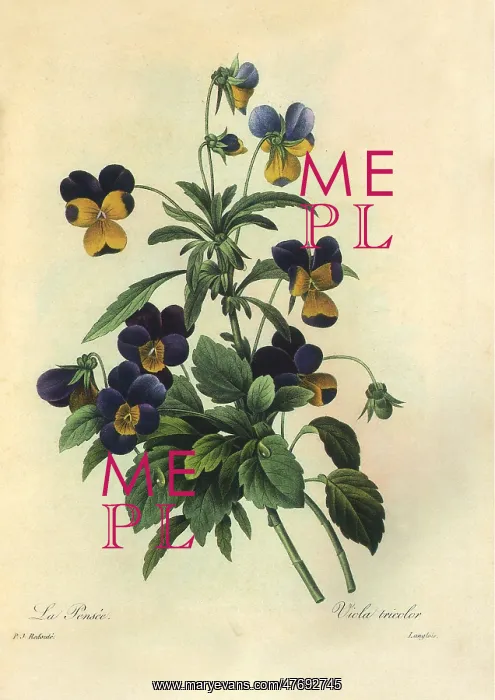 : Heartsease or Wild Pansy : Heartsease or Wild Pansy