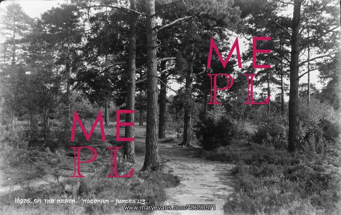 : On the Heath : On the Heath