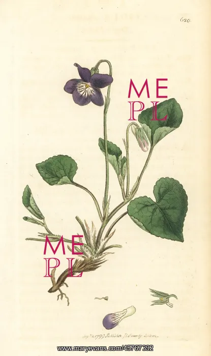 : Heath dog violet, Viola canina : Heath dog violet, Viola canina