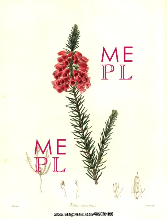 : Heath, Erica viscaria subsp. gallorum : Heath, Erica viscaria subsp. gallorum