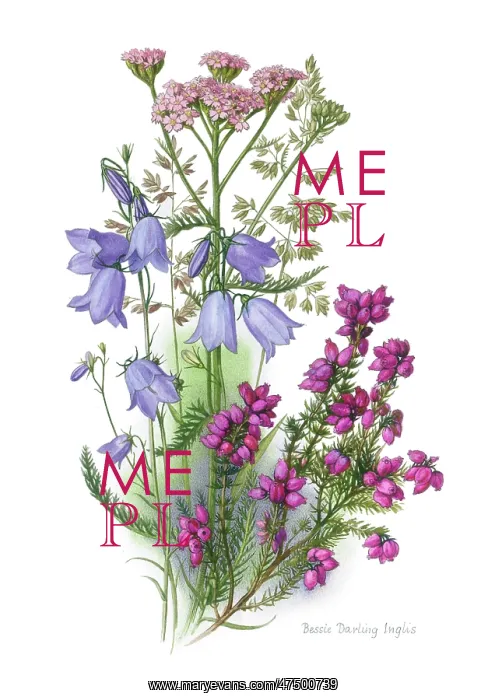: Heath Flowers ? Bell Heather, Harebell etc : Heath Flowers ? Bell Heather, Harebell etc