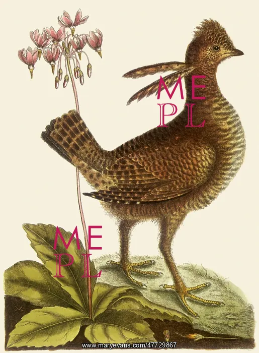  : Heath Hen