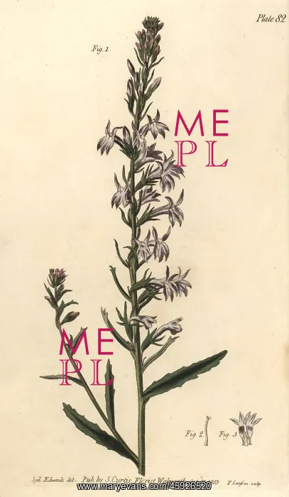 : Heath lobelia, Lobelia urens : Heath lobelia, Lobelia urens