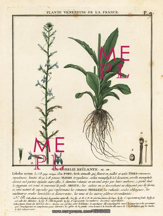 : Heath lobelia, Lobelia urens : Heath lobelia, Lobelia urens