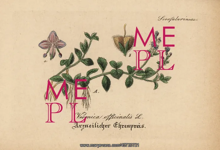 : Heath speedwell, Veronica officinalis : Heath speedwell, Veronica officinalis