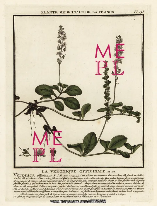 : Heath speedwell, Veronica officinalis : Heath speedwell, Veronica officinalis