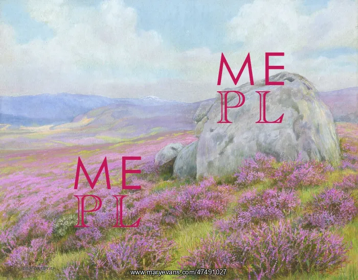  : Heather on the moor with large boulders