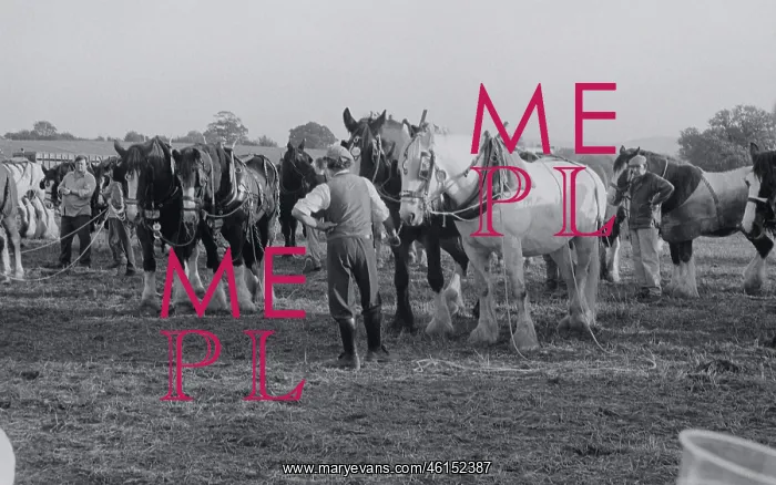 : Heavy Horses : Heavy Horses