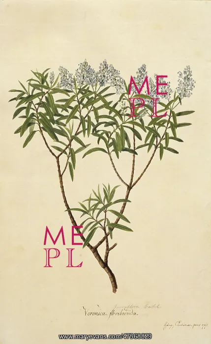 : Hebe parviflora, koromiko : Hebe parviflora, koromiko