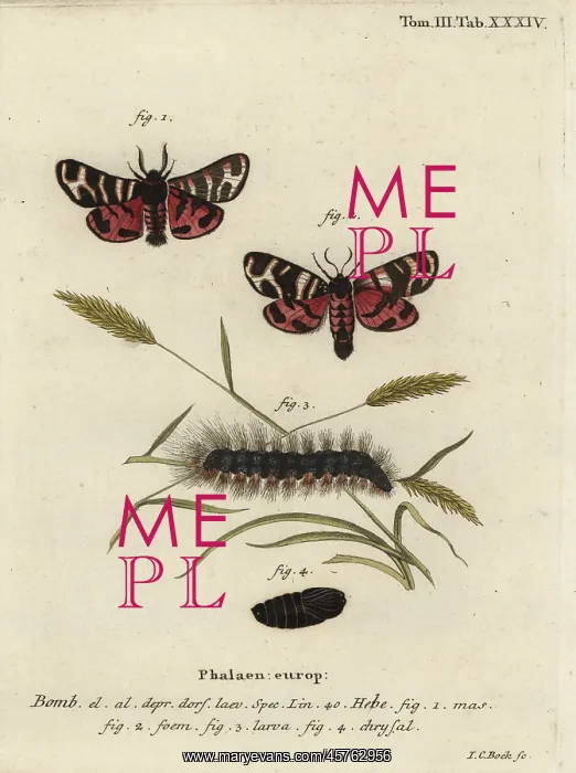 : Hebe tiger moth, Arctia festiva : Hebe tiger moth, Arctia festiva