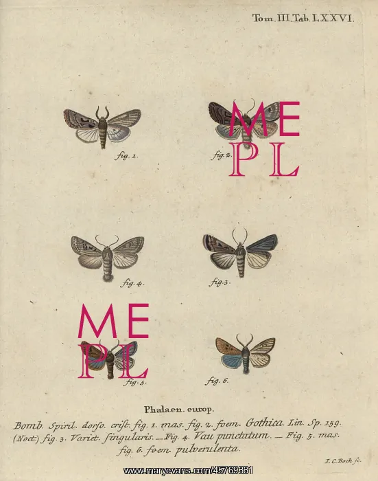: Hebrew character, black-spot chestnut, small quaker : Hebrew character, black-spot chestnut, small quaker