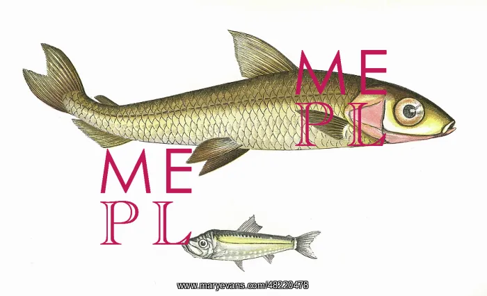 : Hebridal Smelt and Argentine : Hebridal Smelt and Argentine