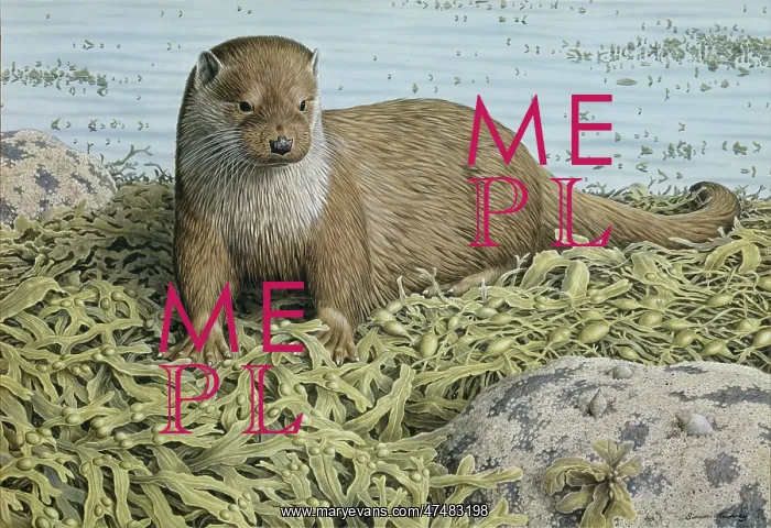  : Hebridean Otter